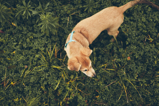 Searching Dog