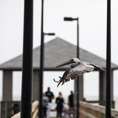 Biloxi, MS /09-22-2020 A pelican flying over the Biloxi pier in the Mississippi gulf coast