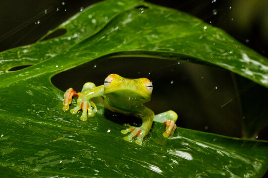 Portrait of tree frog smiling