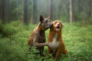 two dogs in the forest. Relationships, friendship. Thai Ridgeback and Nova Scotia Duck Tolling Retriever