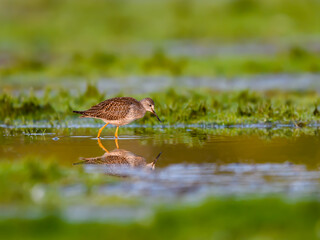 Lesser Yellowlegs Foraging on the Pond in Fall