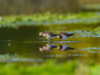 Two Pectoral Sandpipers Foraging on the Pond in Fall