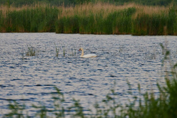 Swans in Slokas lake at sunset