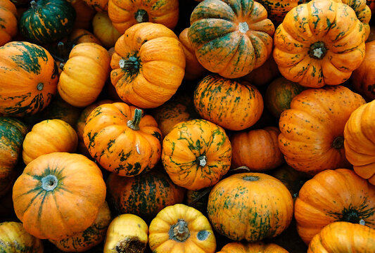 Background from baby pumpkins