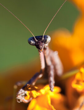 Praying Mantis Macro on a Sunflower