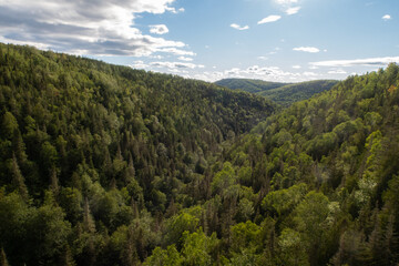 Aerial view of a forest in Quebec, Canada