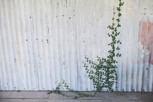 Vine Climbing Tin Wall