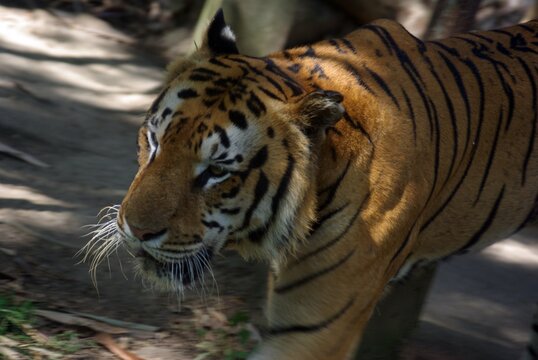 a picture of a male tiger photo