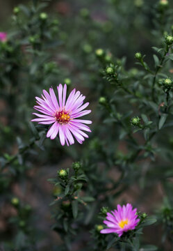 Pink daisies in the wild