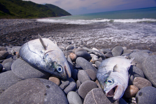 Dead fishes in seashore