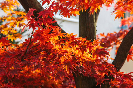 Briliant red and orange fall leaves on a maple tree.