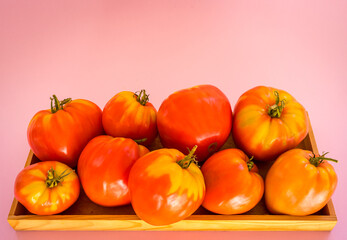 Harvest ripe yellow-red tomatoes on a wooden plate on a rose background with copy space. Healthy food concept