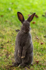 close up of one cute grey bunny standing on its feet with paws holding in front of its chest looking at you
