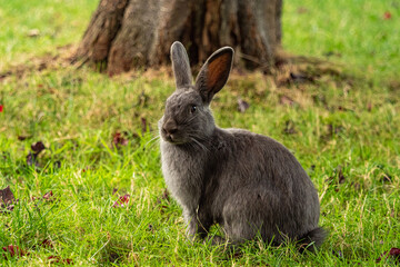 Fototapeta premium portrait of a cute grey rabbit sitting on green grass field in the park