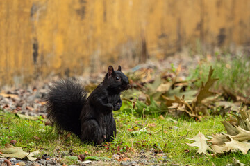 one cute black squirrel standing on the grass field near a yellow wall 