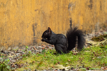 one cute black squirrel sitting on grass field near a yellow wall eating a nut holding on its paw