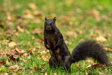 one cute female black squirrel standing on green grass and brown fall leaves filled ground looking at you in the park
