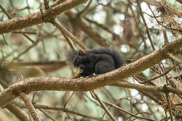 a cute black squirrel chewing the leftover of a pine cone on top of the redwood branches