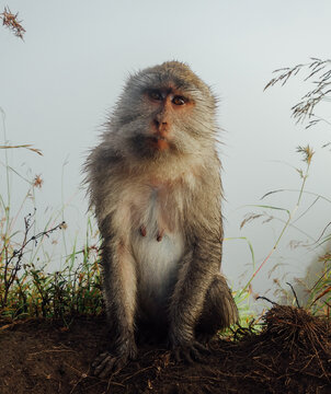 Beautiful Wild Mother Monkey