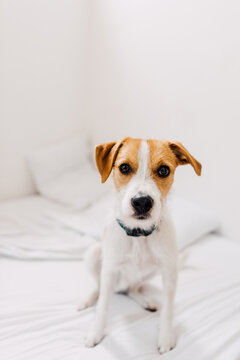 Dog sitting on the bed