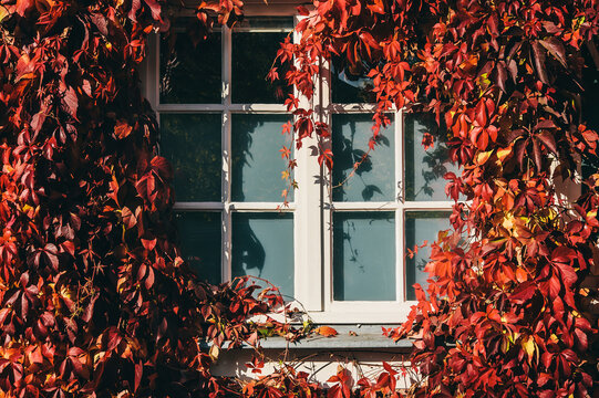 Window Framed by Virginia Creeper