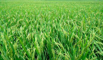 The ripe rice field is being harvested with the seeds full of milk for a rich crop of farmers