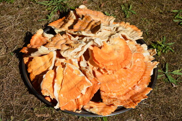 Champignon - Le Polypore soufré - Poulet des bois	