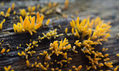 Strange yellow fungus growing on tree trunk