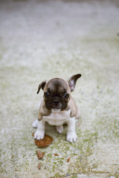 French Bulldog puppy dog playing with dried leaf and looking straight at the camera