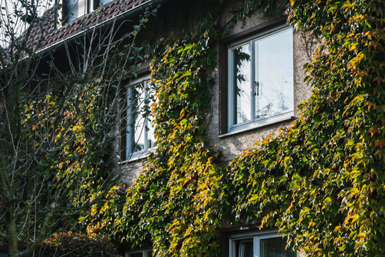 Closeup detail of a house covered in ivy with windows peaking ou