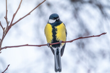 Naklejka premium Cute bird Great tit, songbird sitting on a branch without leaves in the autumn or winter.