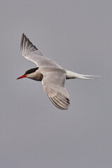 Seagull at Slokas lake in Latvia