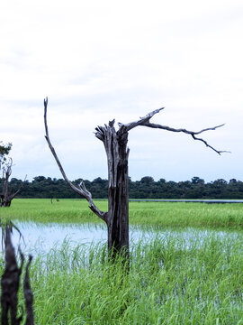 Tributary off the Amazon - Rio Negre river, Brazil