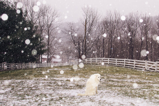 white dog in a field with snow