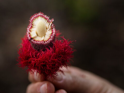 Seed pod in the Amazon Jungle