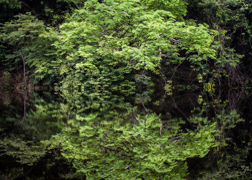 Tributary off the Amazon - Rio Negre river, Brazil