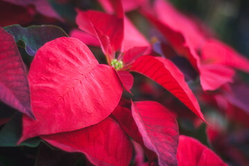 Poinsettia