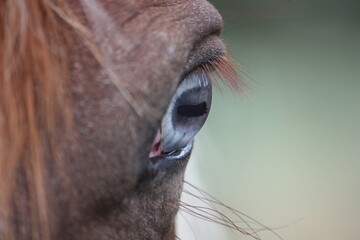a horse eye close up