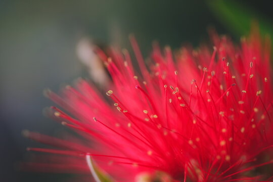 Bottlebrush