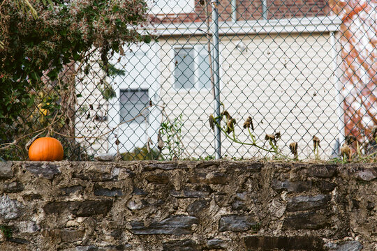 An orange pumpkin grows on a city wall.