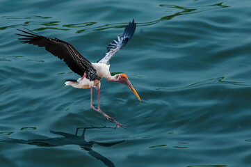 heron in flight