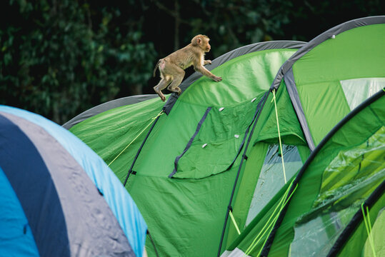 Monkey playing on tent