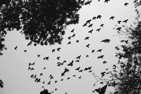 Flying