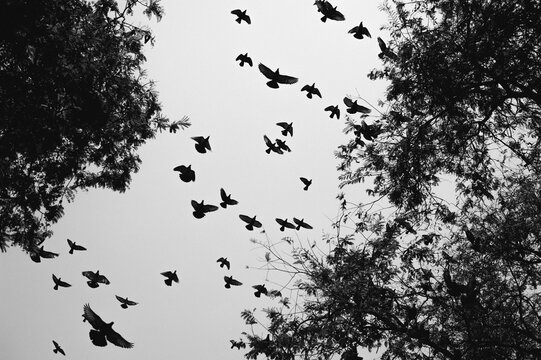 Flying