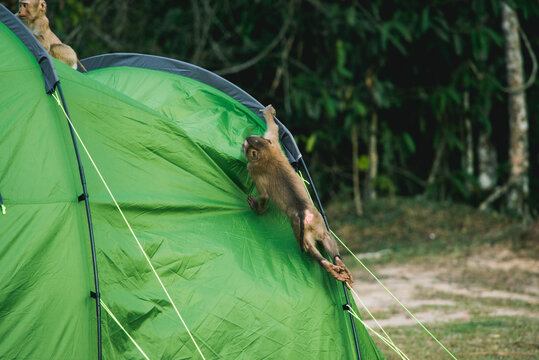 Monkey playing on tent