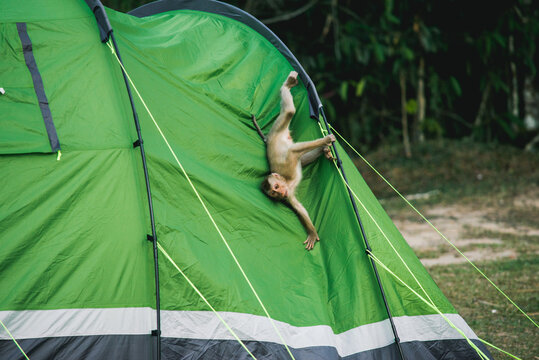Monkey playing on tent