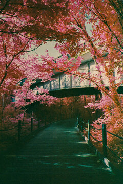 DMV in Infrared