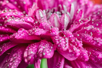 Close up image of blooming bright purple chrysanthemums