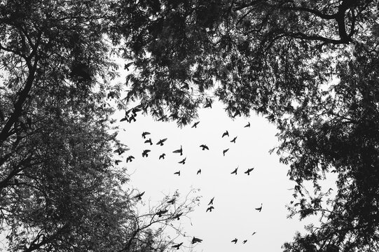 Flying