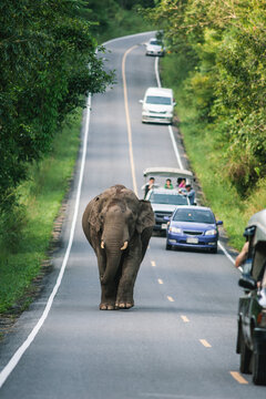 Elephant on the road